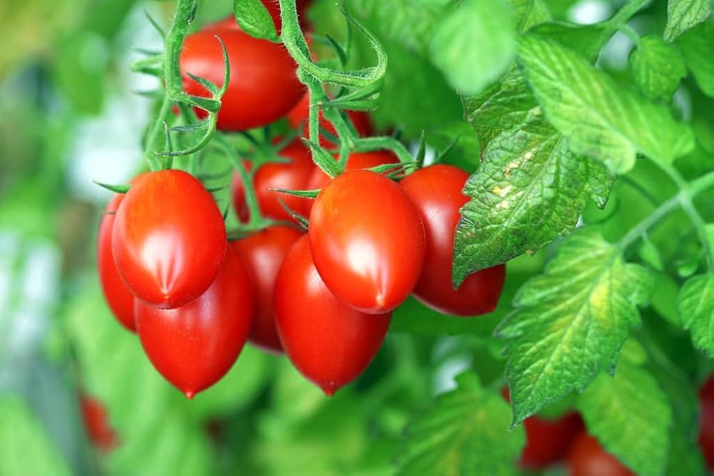 Tomato Solanum lycopersicum Vegetable Seeds for Planting Korean Long Variety in Kitchen Garden