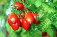 Tomato Solanum lycopersicum Vegetable Seeds for Planting Korean Long Variety in Kitchen Garden