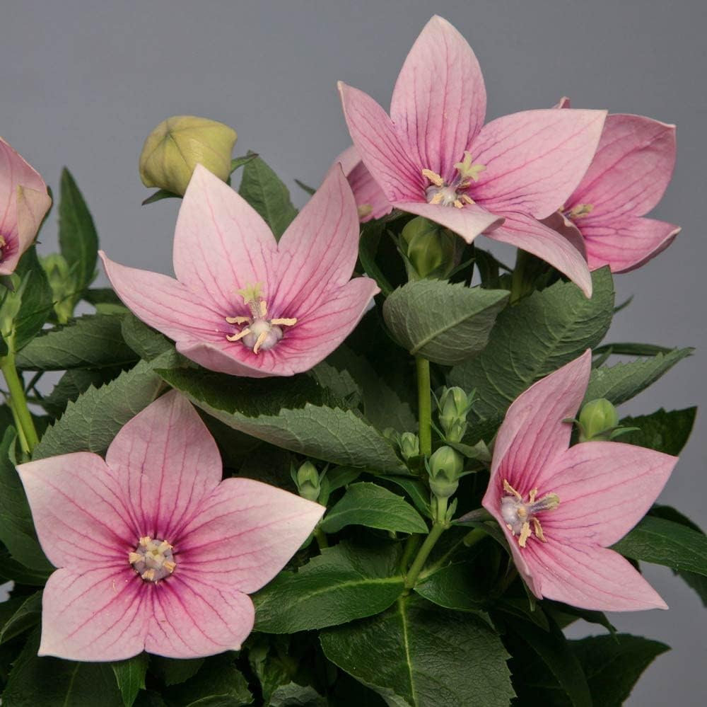 Heirloom Non-GMO Pink Balloon Flower Seeds – Perennial Flower Seeds for Garden Planting