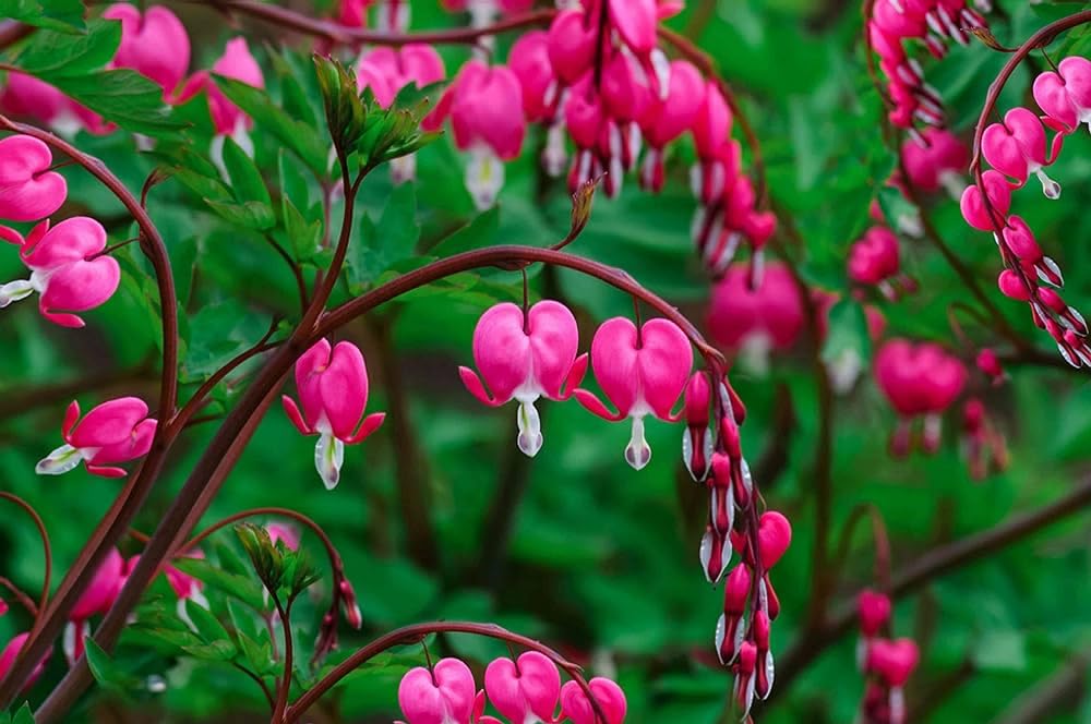 Heirloom Non-GMO Bleeding Hearts Flower Seeds for Planting – Charming Shade-Loving Garden Blooms - Non-GMO for planting in home garden
