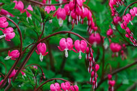 Heirloom Non-GMO Bleeding Hearts Flower Seeds for Planting – Charming Shade-Loving Garden Blooms - Non-GMO for planting in home garden