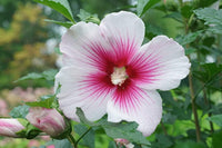 Pink & White Hibiscus Heirloom Non-GMO Seeds for Planting