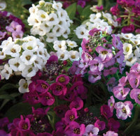 Heirloom Alyssum Flower Seeds for Planting, Non-GMO