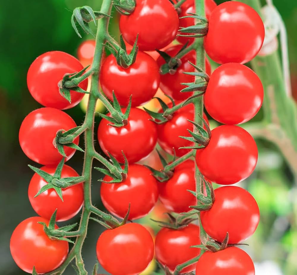 Cherry Tomato 5 Variety Mix seeds producing a colorful assortment of sweet and juicy cherry tomatoes in red, orange, yellow, and more