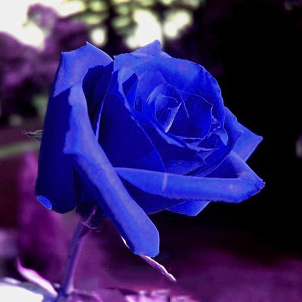 Viola Blue Rosa flower seeds producing delicate, violet-blue blossoms with subtle petal veining, perfect for flower beds and borders