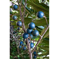 Rudraksha Fruit Seeds for Cultivating Spiritual & Medicinal Trees 100 pcs