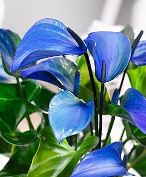 Anthurium Plant Seeds Heirloom Non GMO Planting - 100