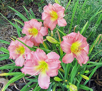 Heirloom Daylily Reblooming Flower Seeds for Planting, Non-GMO