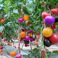 Heirloom Mixed Giant Monster Tomato Seeds for Planting - Non-GMO Garden Seeds