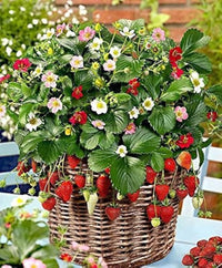 Giant Strawberry Large Sweet Four-Season Fruit Seeds