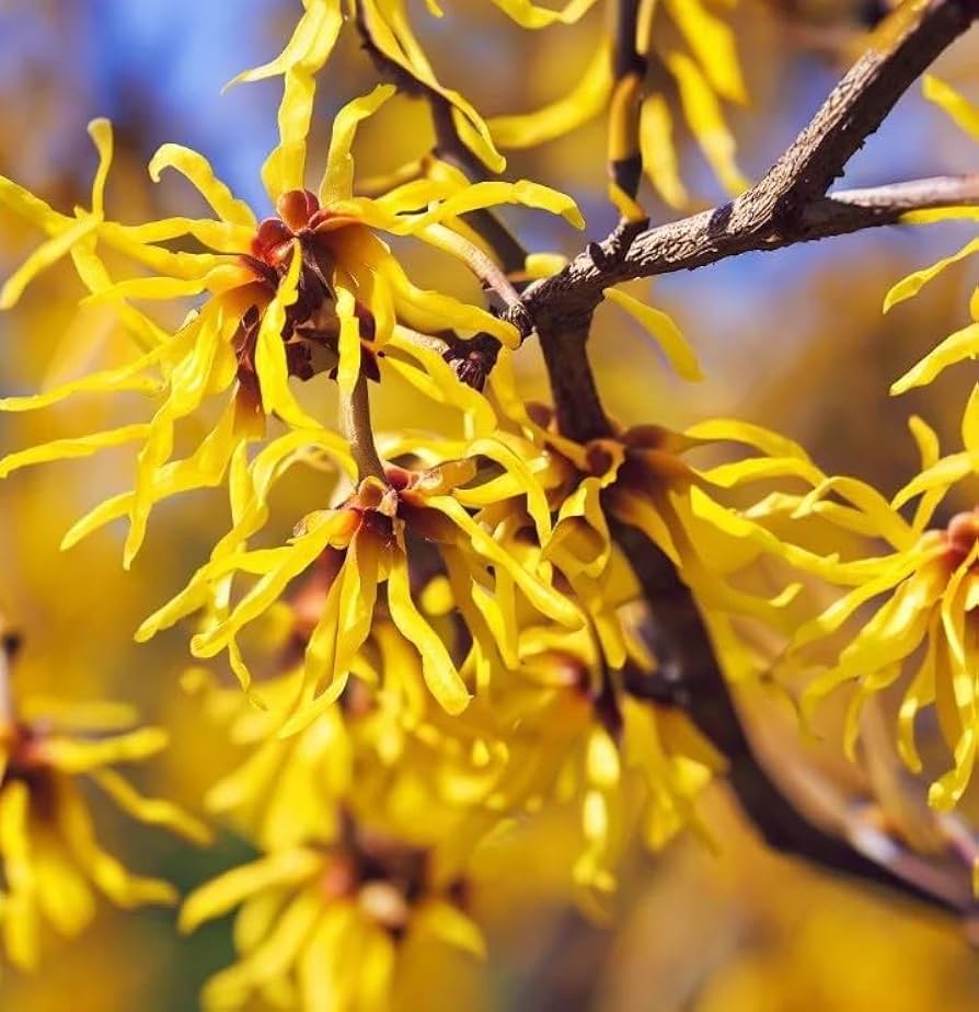 Witch - Hazel for planting in home garden