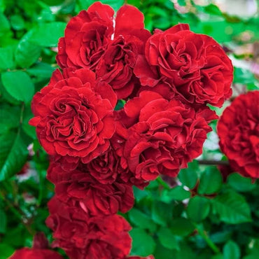 Oriental Beauty Rose Mixed Rose Flower Seeds