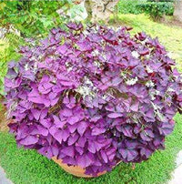 Red Oxalis Purple Shamrock Perennial Flower Seeds