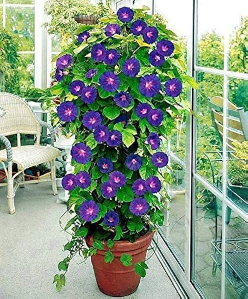 Ipomoea Cairica Morning Glory seeds – large, vining flower with vibrant colors