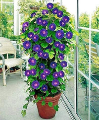 Ipomoea Cairica Morning Glory seeds – large, vining flower with vibrant colors
