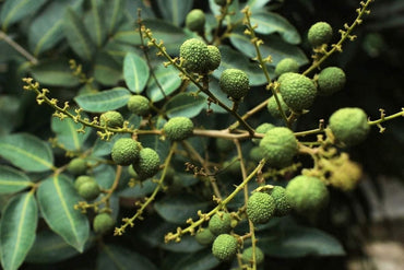 Dimocarpus Fruit Seeds for Planting - Tropical Fruit Trees with Delicious Harvests, Heirloom Seeds