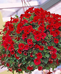 Petunia Red Trailing Flower - for planting in home garden