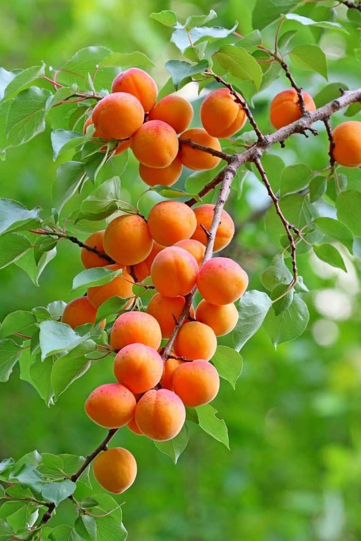 Apricot Fruit Seeds for Planting - Growing Delicious & Sweet Apricots at Home, GMO Free