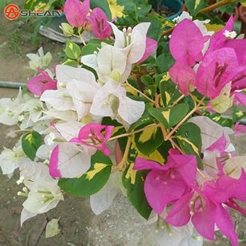 Bougainvillea (Bougainvillea scientific name) for planting in garden
