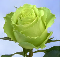 Mini Green Rose Flower Seeds for Home Garden
