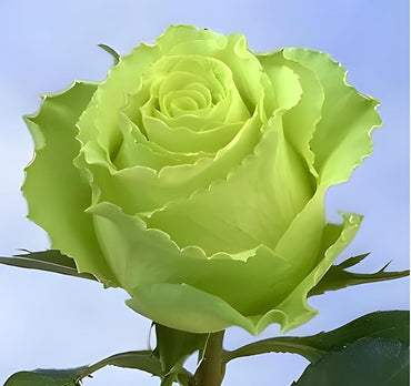 Mini Green Rose Flower Seeds for Home Garden