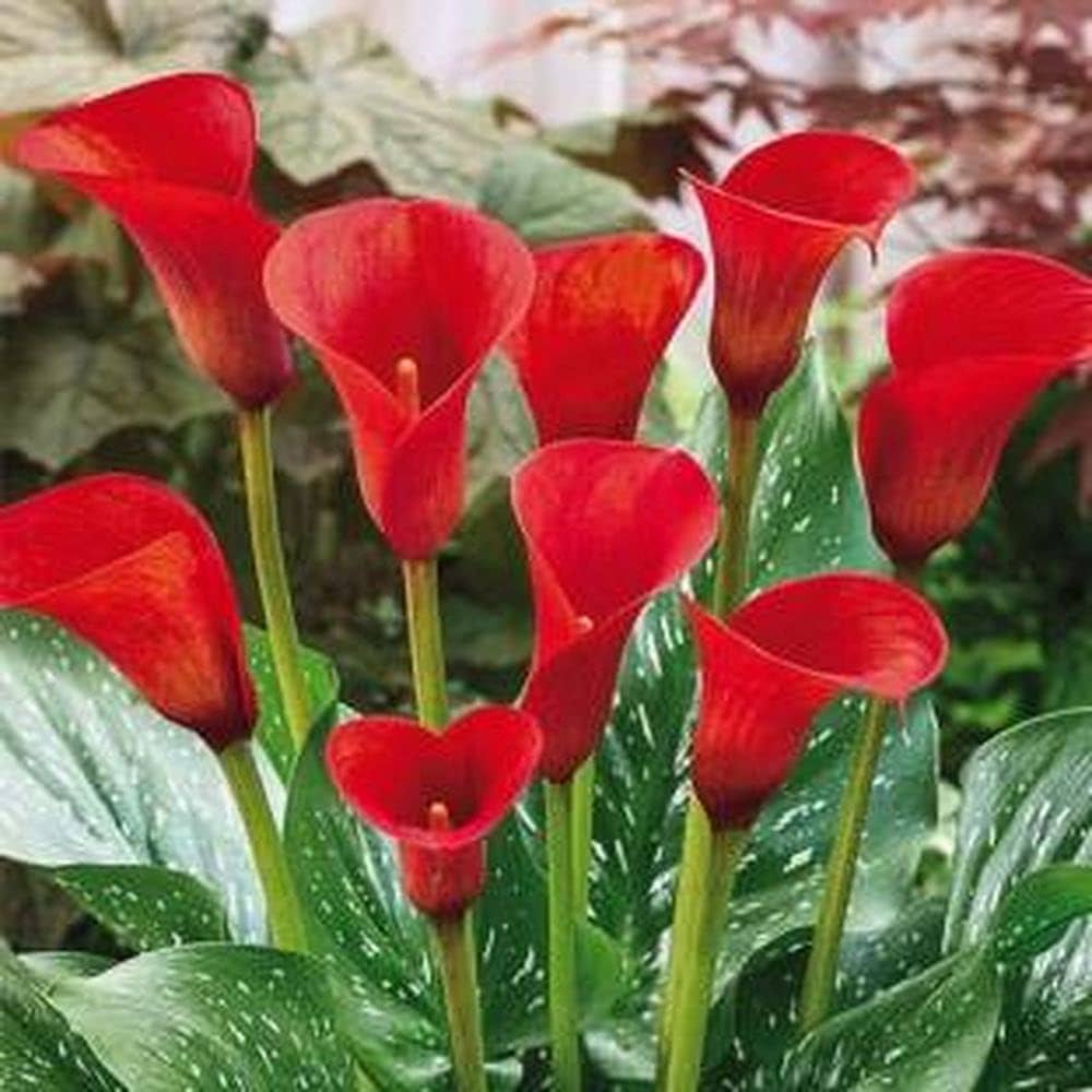 Red Alert Calla Lily