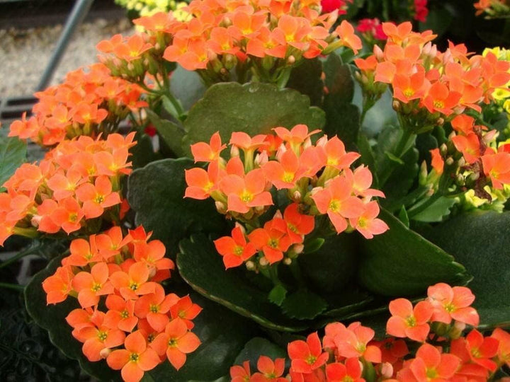 Organic Heirloom Non-GMO Orange Kalanchoe Seeds for Planting – Succulent Blooms