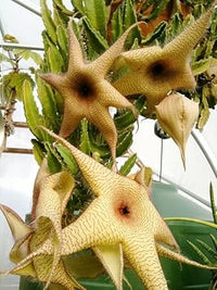 Stapelia Flower Seeds – Heirloom Non-GMO Succulent Seeds for Unique Garden Displays