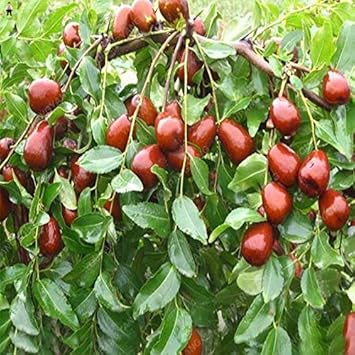 Mixed Jujube Fruit Seeds for Planting and Cultivation Diverse Varieties of Jujube Fruits, Heirloom Seeds