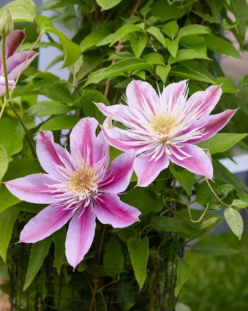 Clematis (flower Clematis spp.) for planting in garden