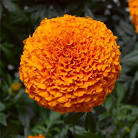 Giant Orange Hawaii Marigold flower seeds for 4-inch blooming annuals