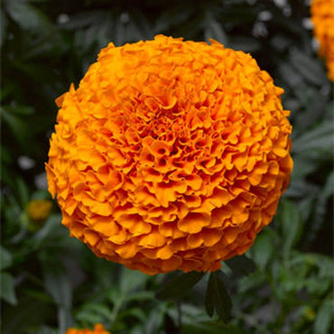 Giant Orange Hawaii Marigold flower seeds for 4-inch blooming annuals