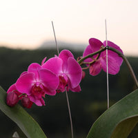 Phalaenopsis Butterfly Orchid Indoor Plant - for planting in home garden