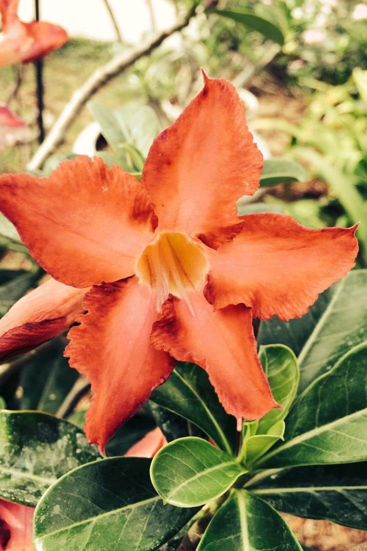 Orange Adenium Obesum Flower Seeds – Heirloom Non-GMO Desert Rose Seeds for Bonsai and Gardens