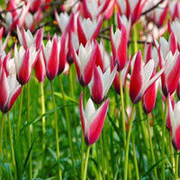 Peppermint Stick Tulip Seeds