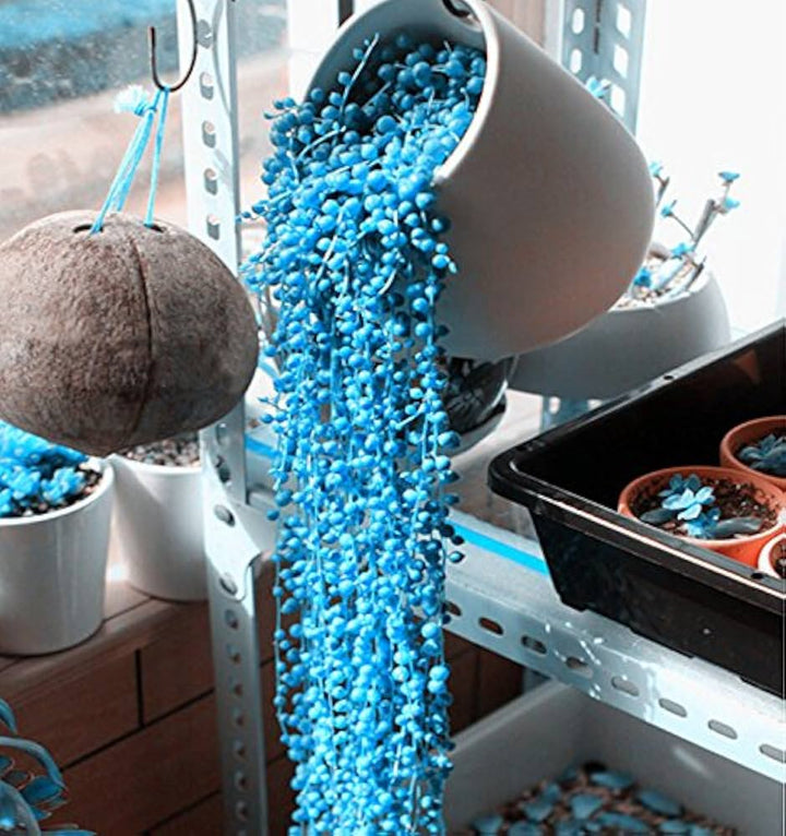 Heirloom Non-GMO Pearl Chlorophytum Herb Seeds – Easy-Grow Indoor Plant Seeds