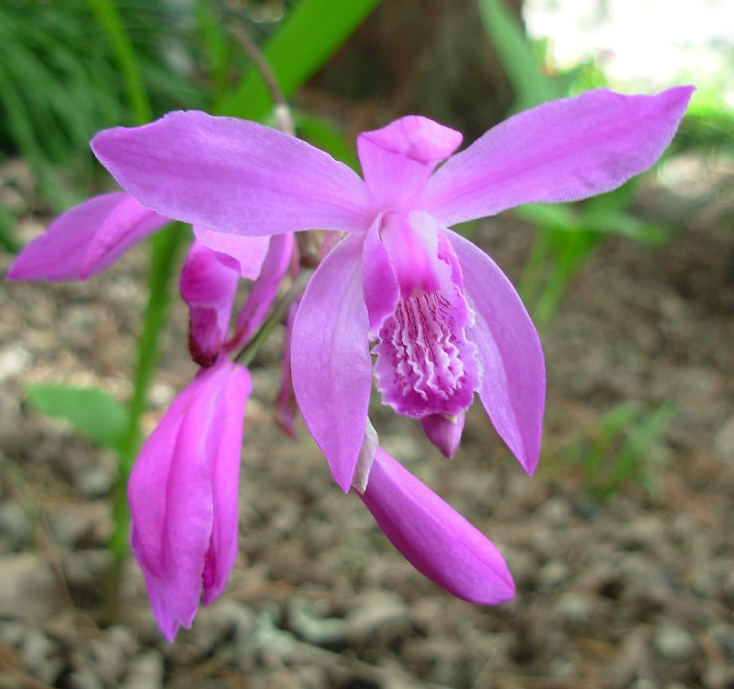 Heirloom Non-GMO Bletilla Striata Flower Seeds for Hardy Orchid and Shade Garden Planting for planting in home garden