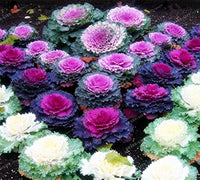 White Ornamental Cabbage seeds – showy foliage for cool-season gardens