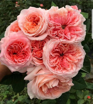 Climbing Rose Multi-Color Flower Seeds for Home and Garden Planting