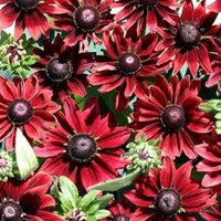 Organic Red Rudbeckia Flower Seeds for Planting – Heirloom, Non-GMO