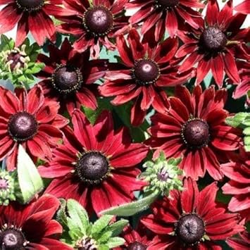 Organic Red Rudbeckia Flower Seeds for Planting – Heirloom, Non-GMO