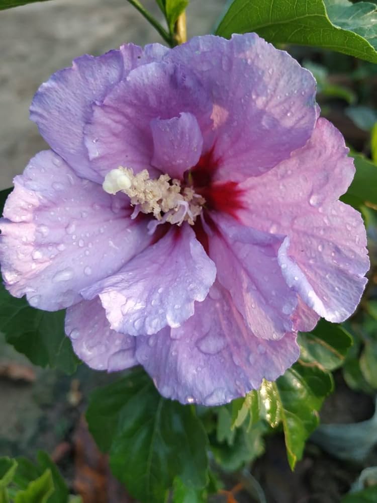 Lavender Mist Hibiscus seeds producing rare blooms with soft purple and white hues, creating misty-toned flowers ideal for tropical gardens