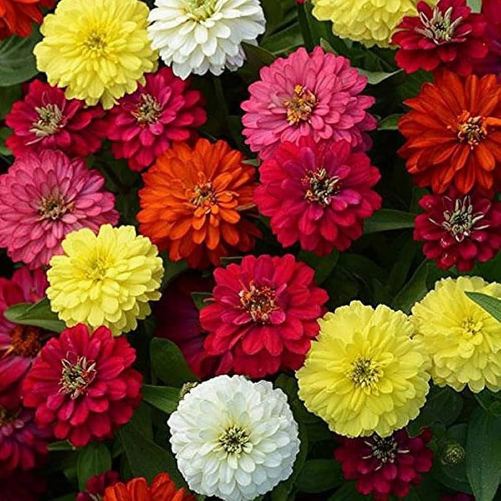 Zinnia (flower Zinnia elegans) for planting in garden