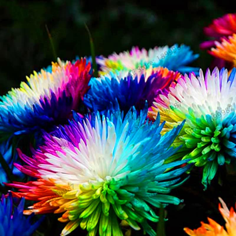 Rainbow Chrysanthemum Rare Color Flower - for planting in home garden