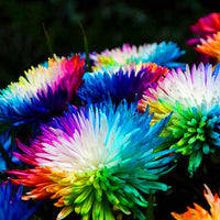 Rainbow Chrysanthemum Rare Color Flower - for planting in home garden