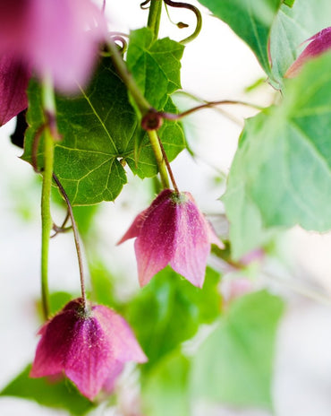 Rhodochiton Bell Vine flower seeds – rare purple climbing ornamental