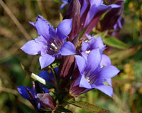 Gentiana Puberulenta Flower Seeds, Heirloom, Non-GMO Seeds for Planting - Puberulenta for planting in home garden