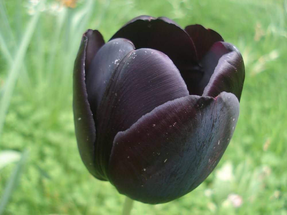 Double (tulip flower Tulipa spp.) for planting in garden