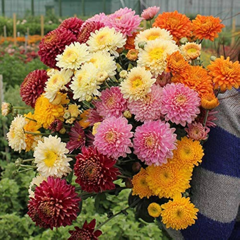 Chrysanthemum Mixed Perennial Flower - for planting in home garden