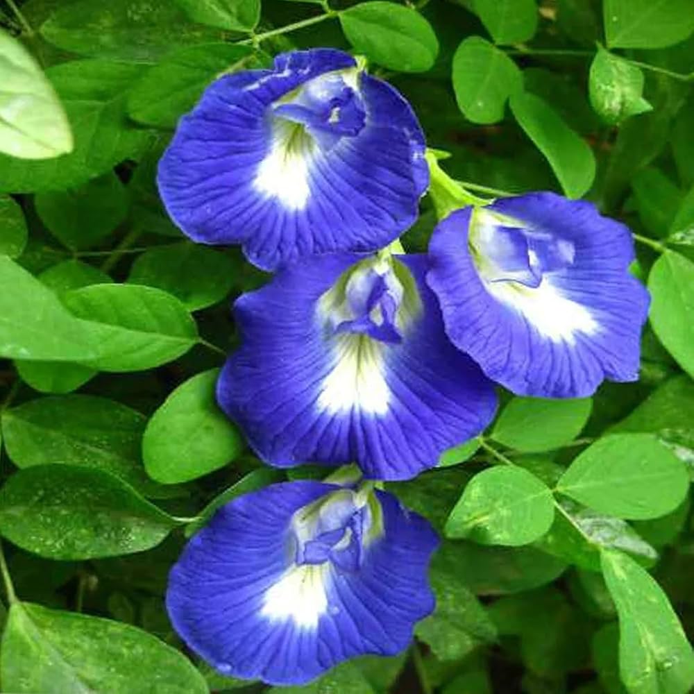 Heirloom Non-GMO Clitoria Flower Seeds for Vibrant Blue Garden Blooms and Herbal Planting for planting in home garden